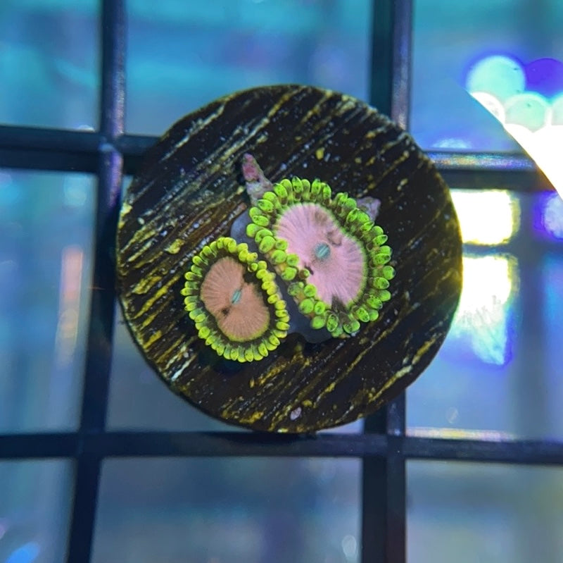 Pink Diamond Zoa