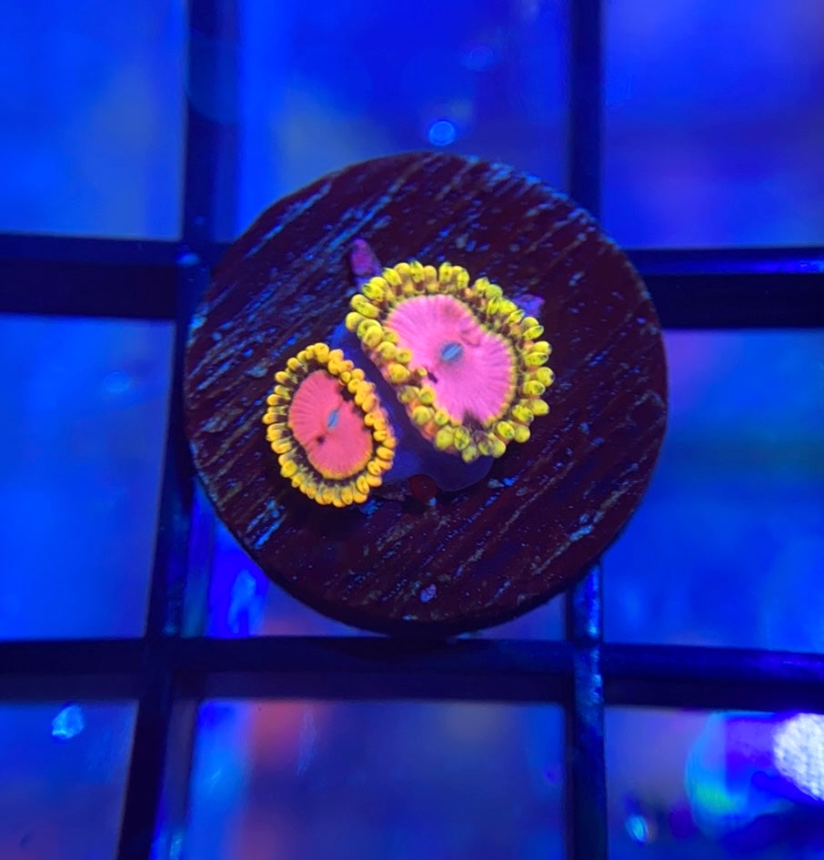 Pink Diamond Zoa