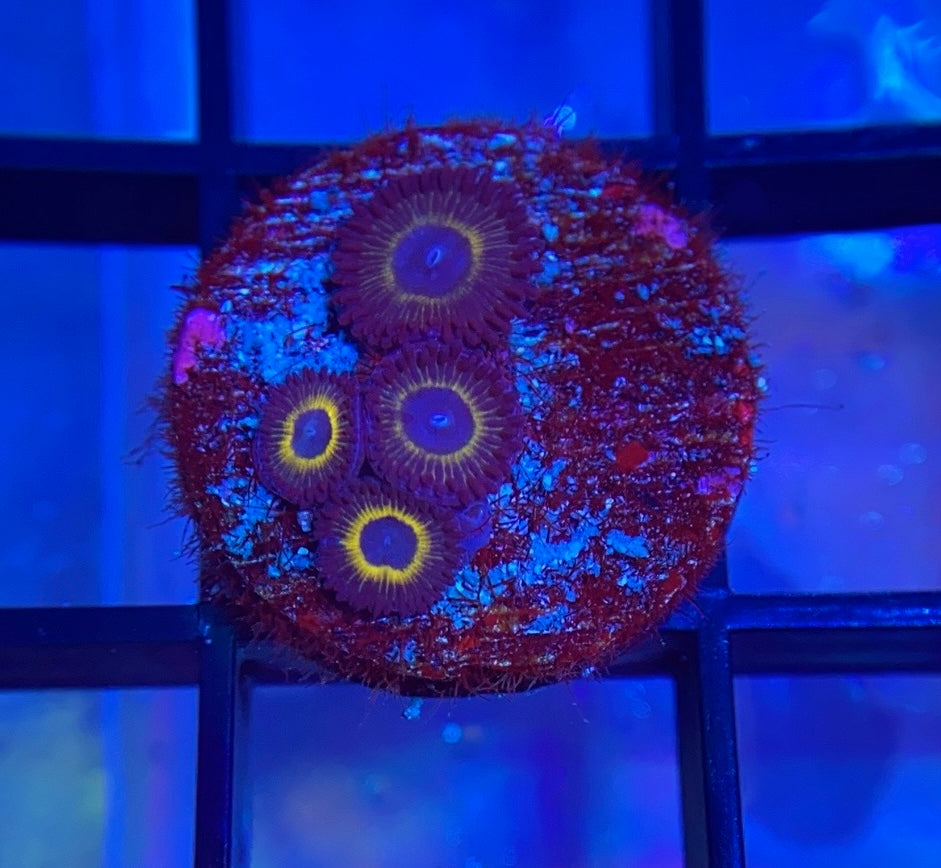 WWC Yellow Submarine Zoas