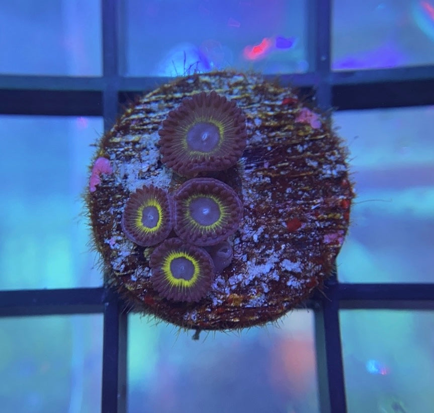 WWC Yellow Submarine Zoas
