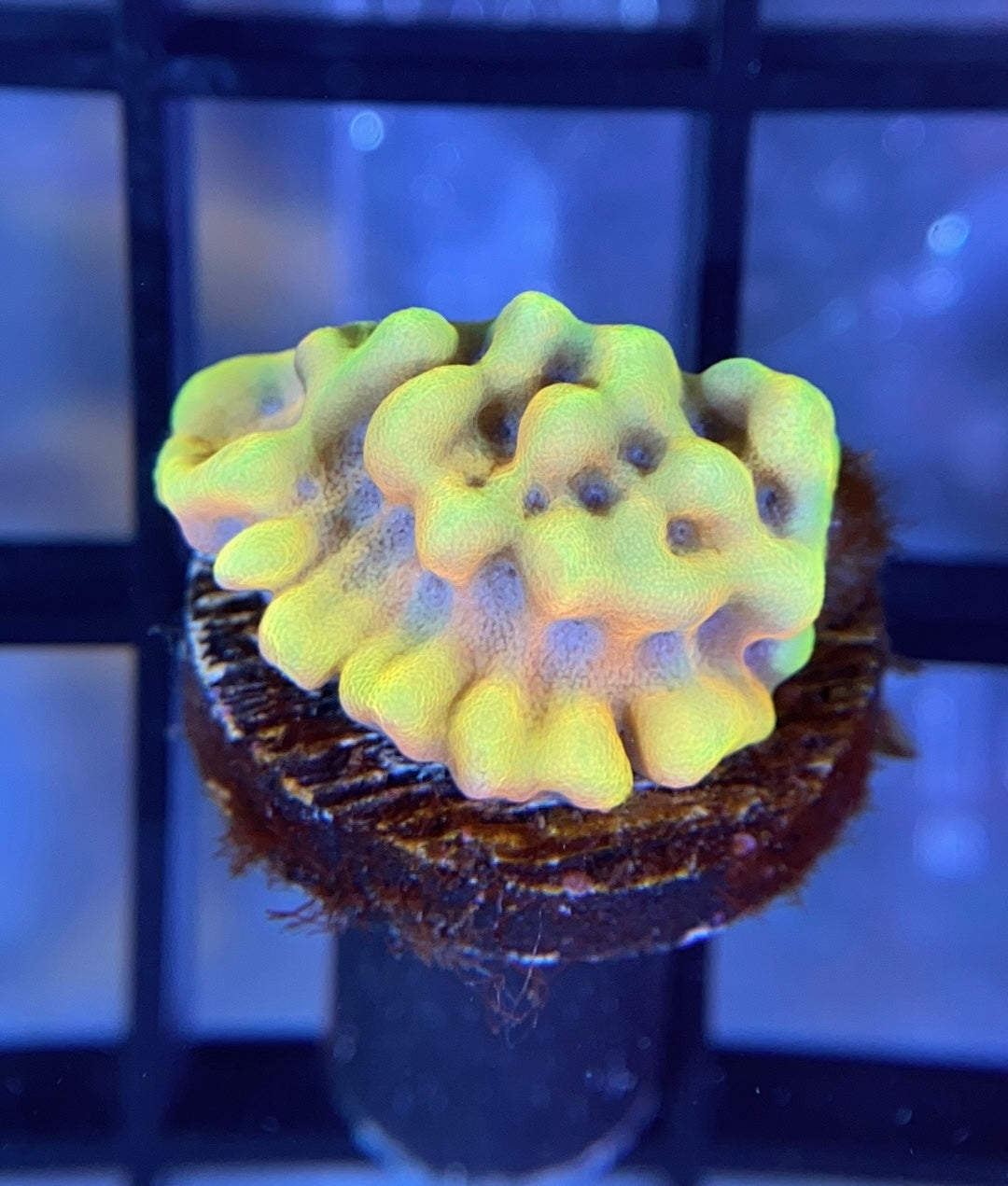 CK Peyote Dreams Monti