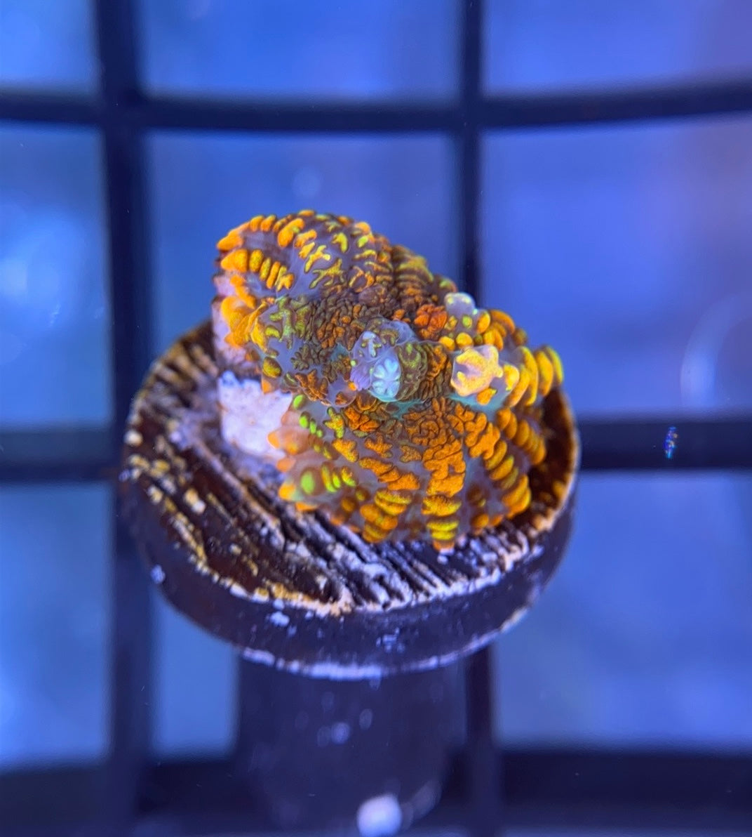 RRG Beast Mode Bounce Mushroom