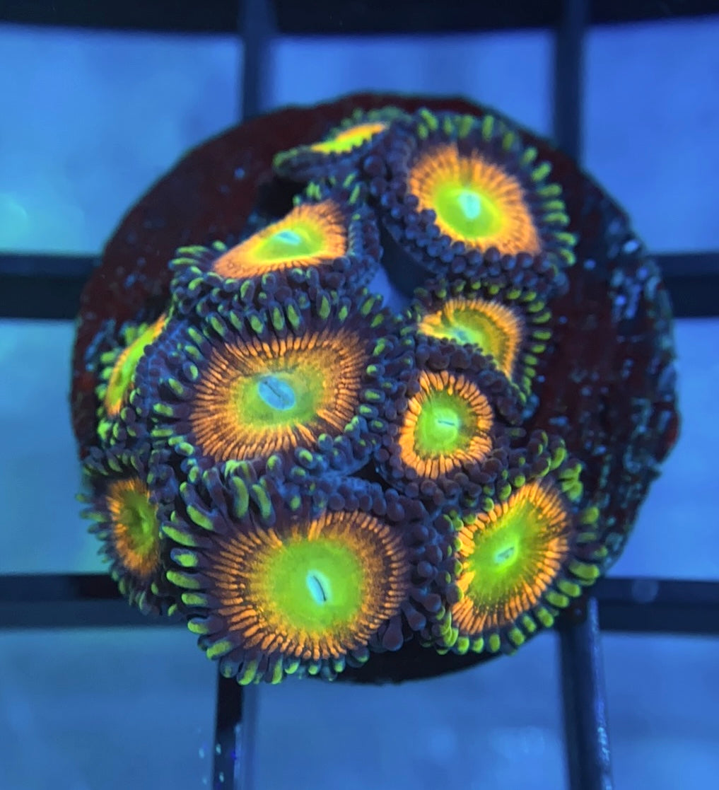 RRG Sunbeam Tiger Zoas