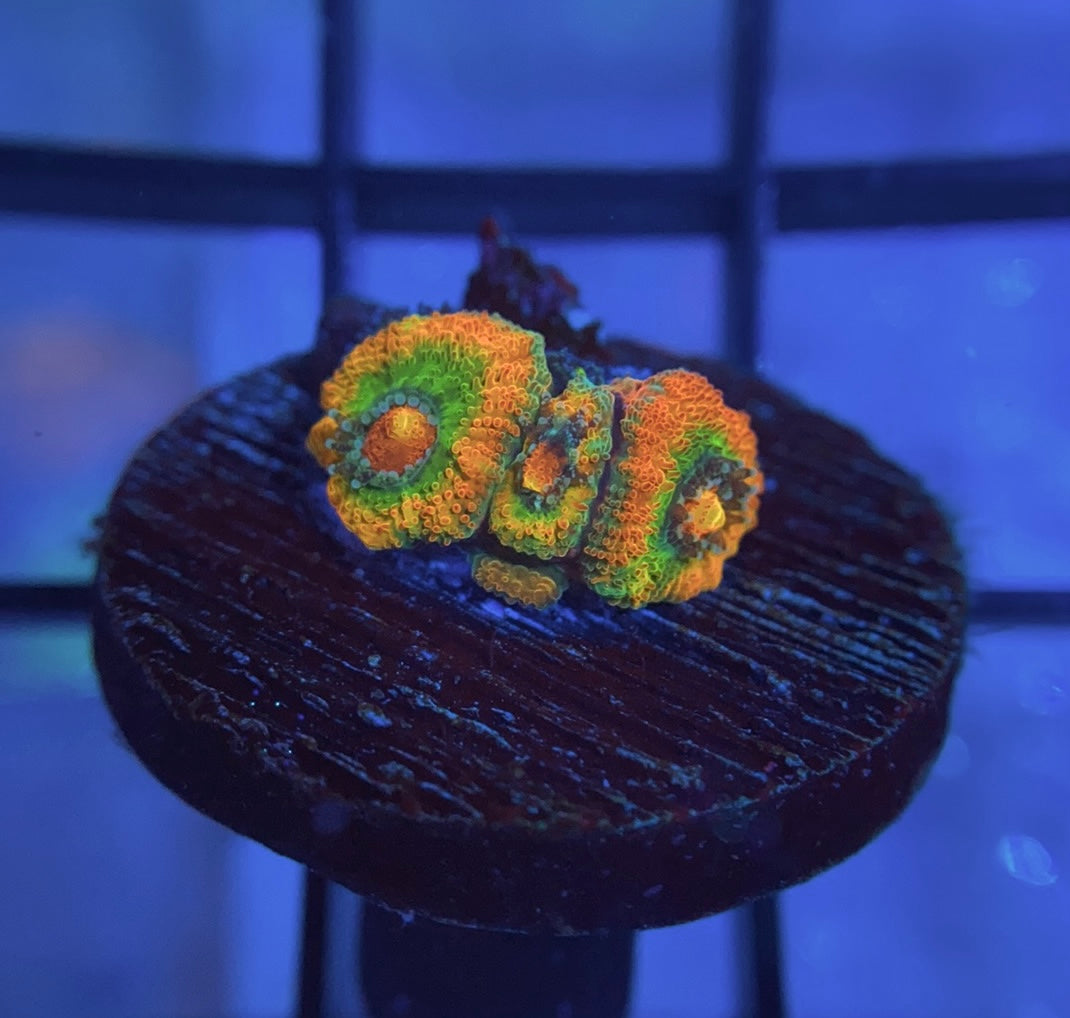 ECC Rainbow Road Micromussa
