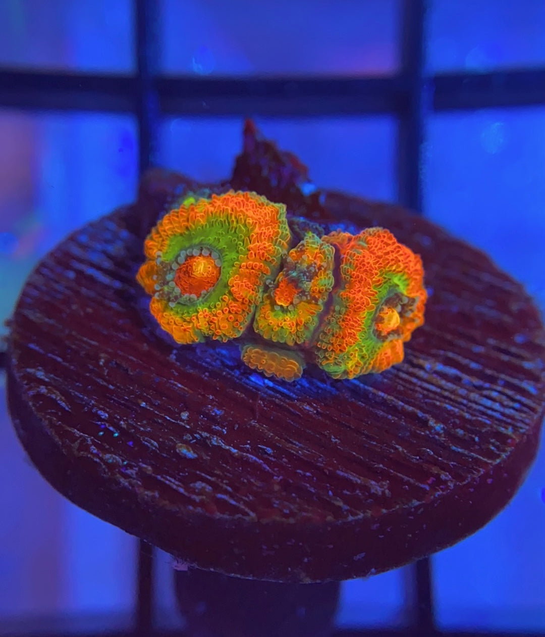 ECC Rainbow Road Micromussa