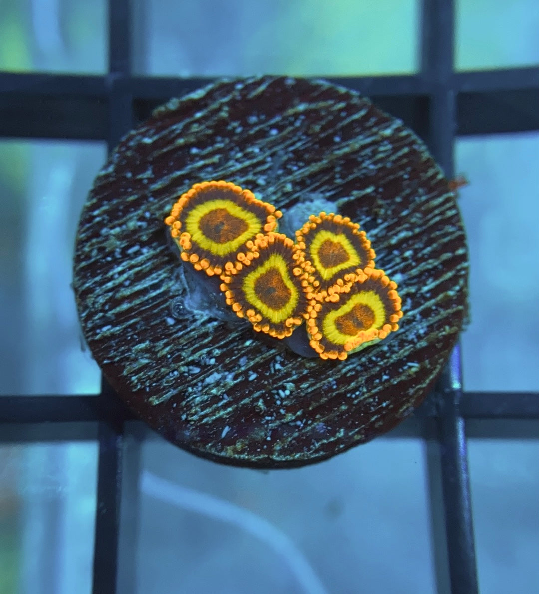Fruit Loops Zoas