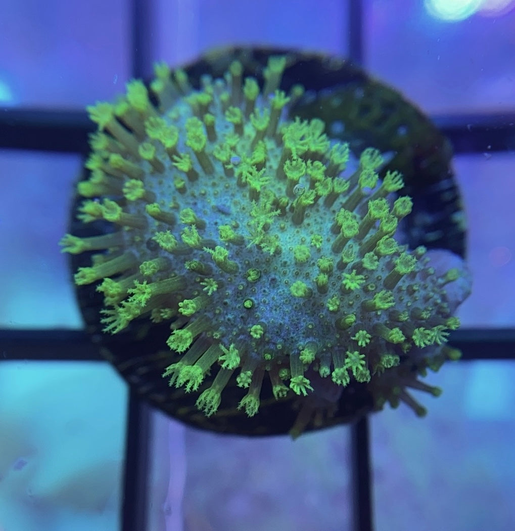 Neon Green Toadstool