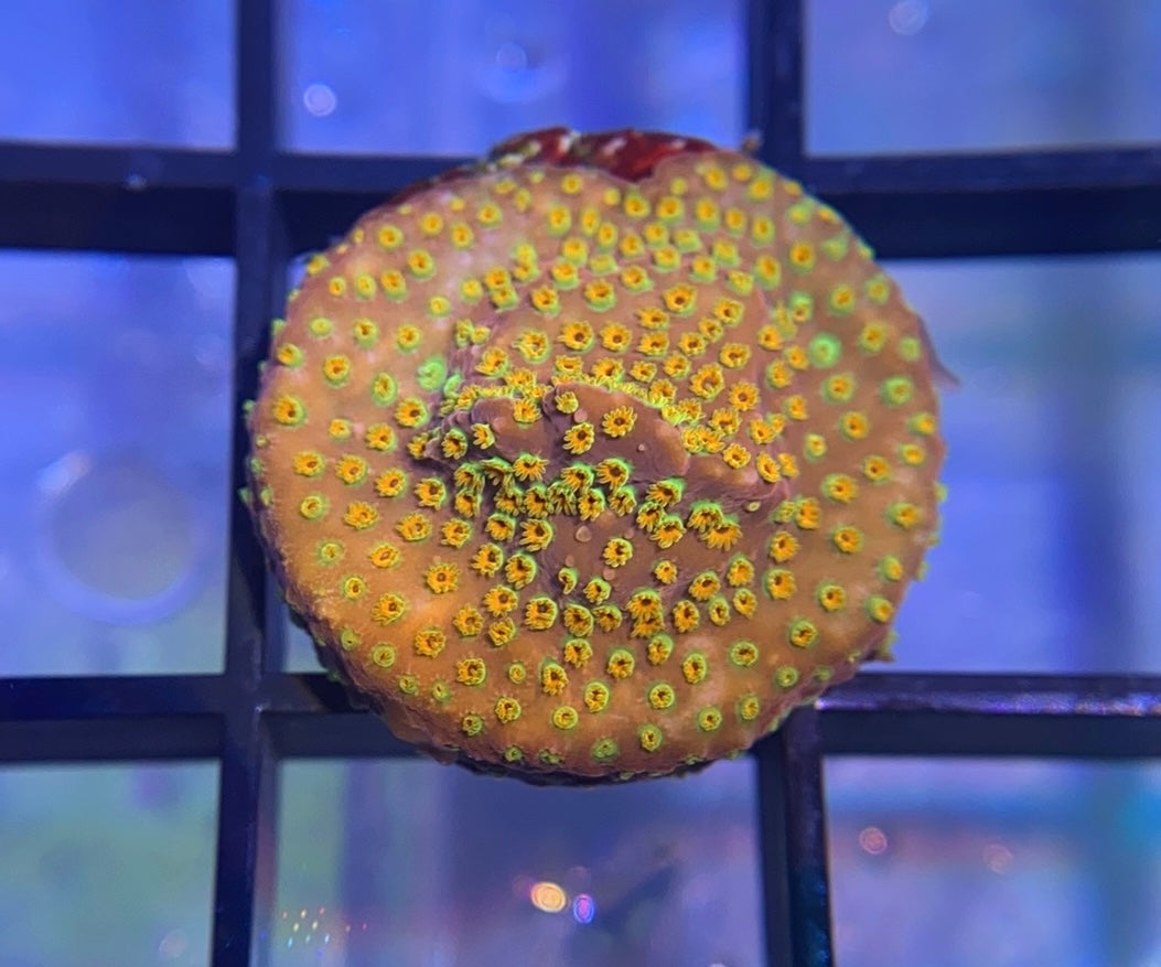 Looney Tunes Stylocoeniella