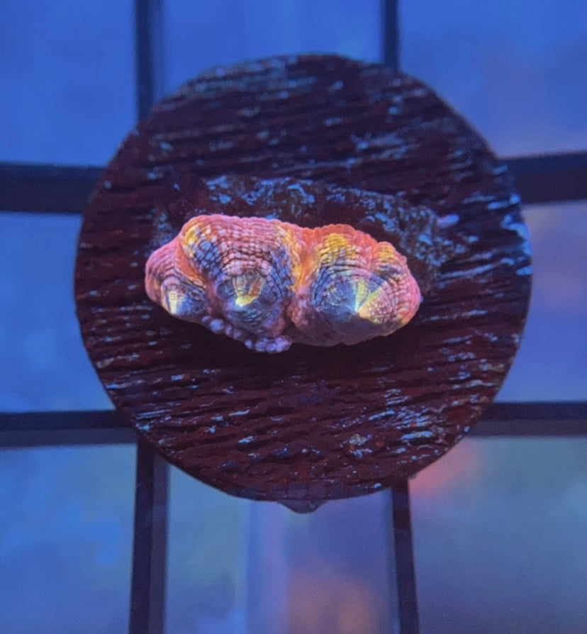 RRG Confetti Master Bower