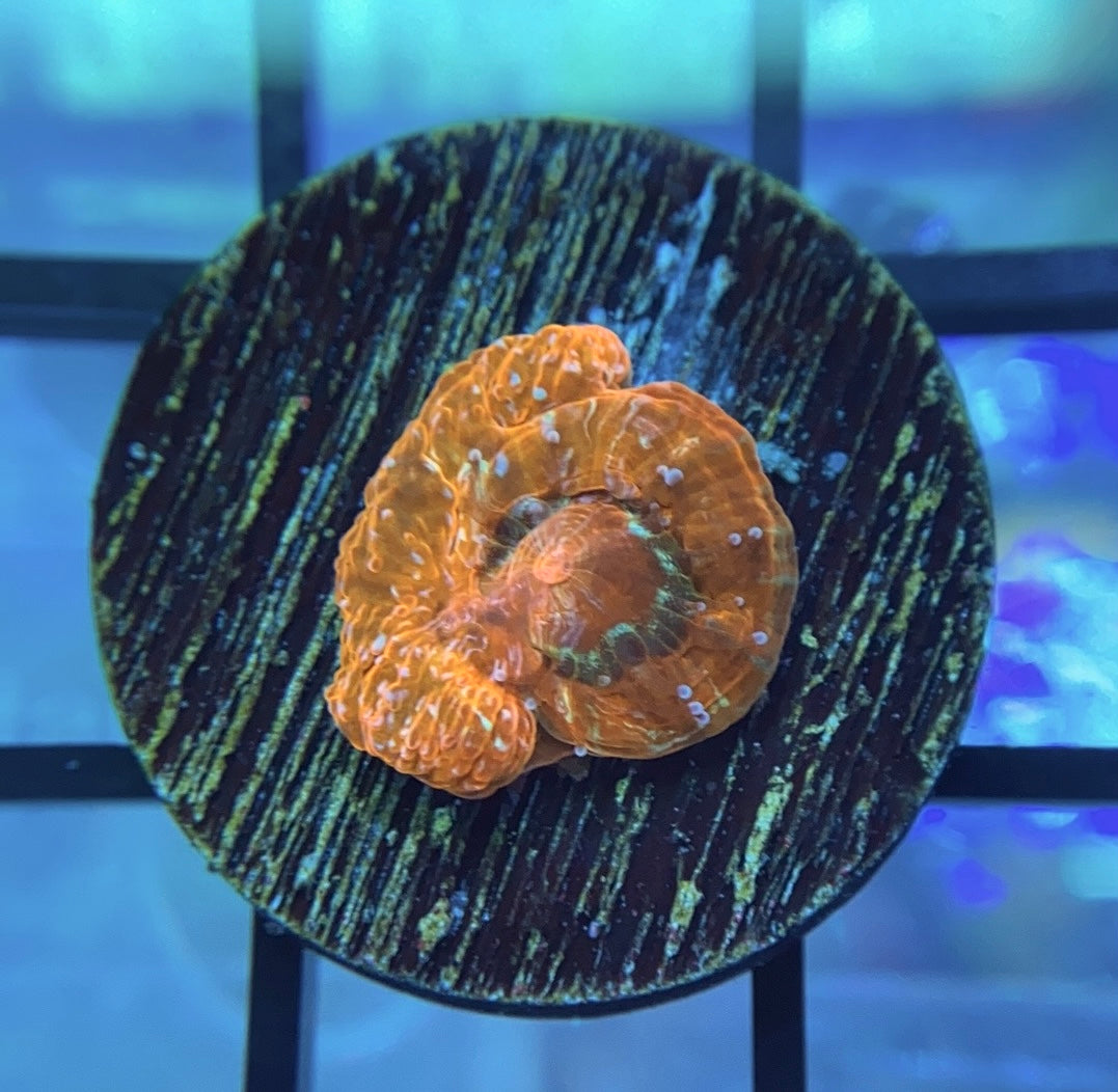 RRG Orange Creamsicle Bowerbanki