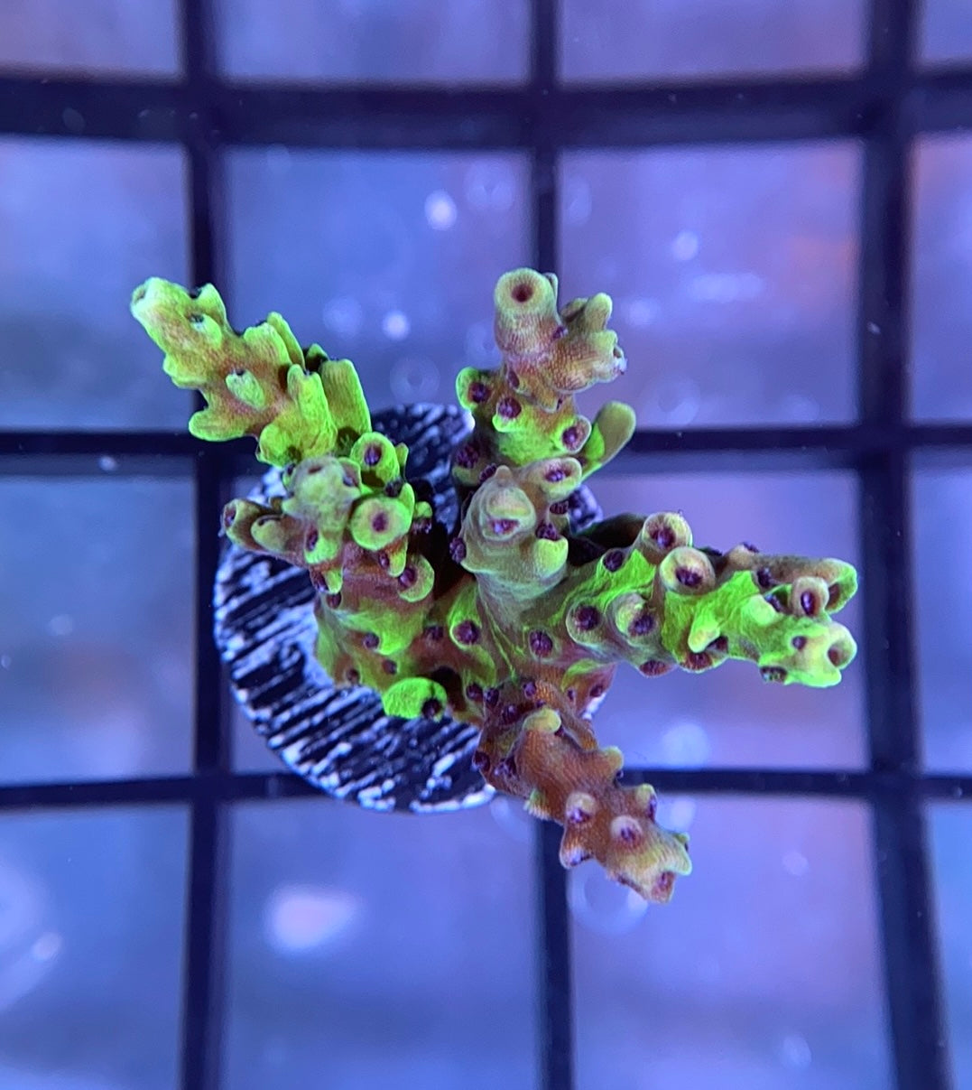 Grafted RRC Pink Cadillac