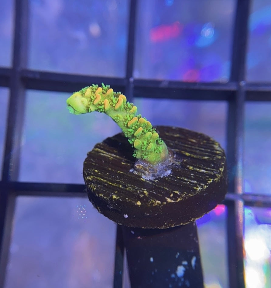 ASD Rainbow Millepora