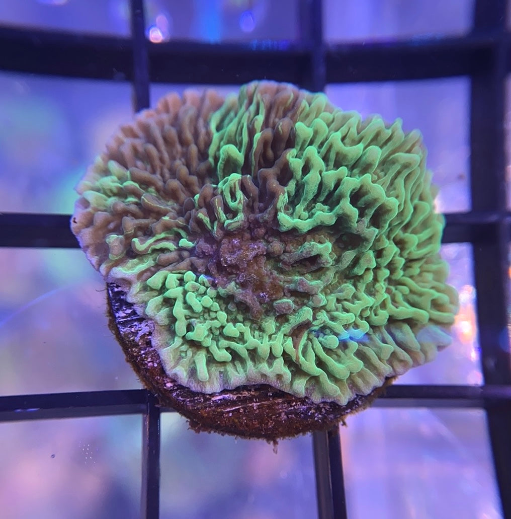 JF Cold Fusion Monti