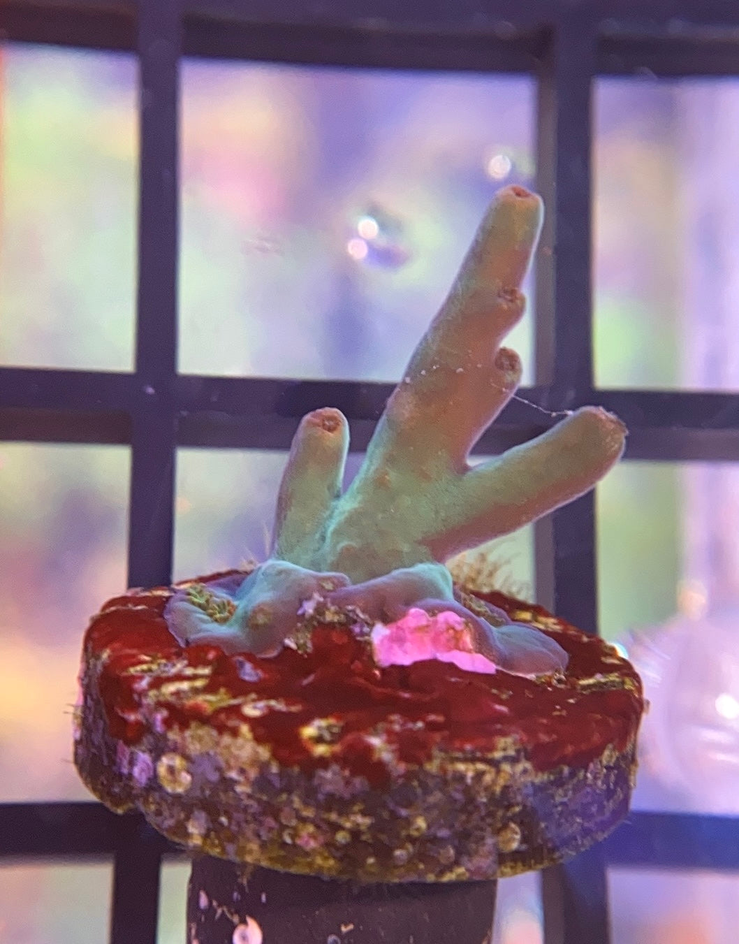 BC Angelica Acropora