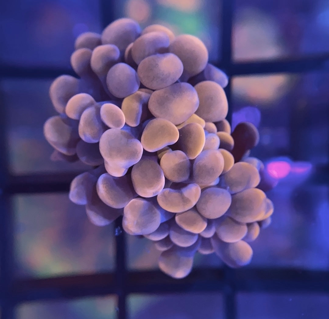 RRG Cinnamon Swirl Hammer