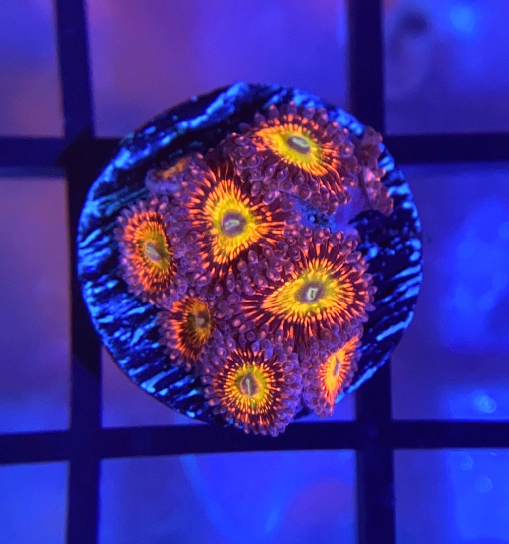 CB Krak Gods Zoas