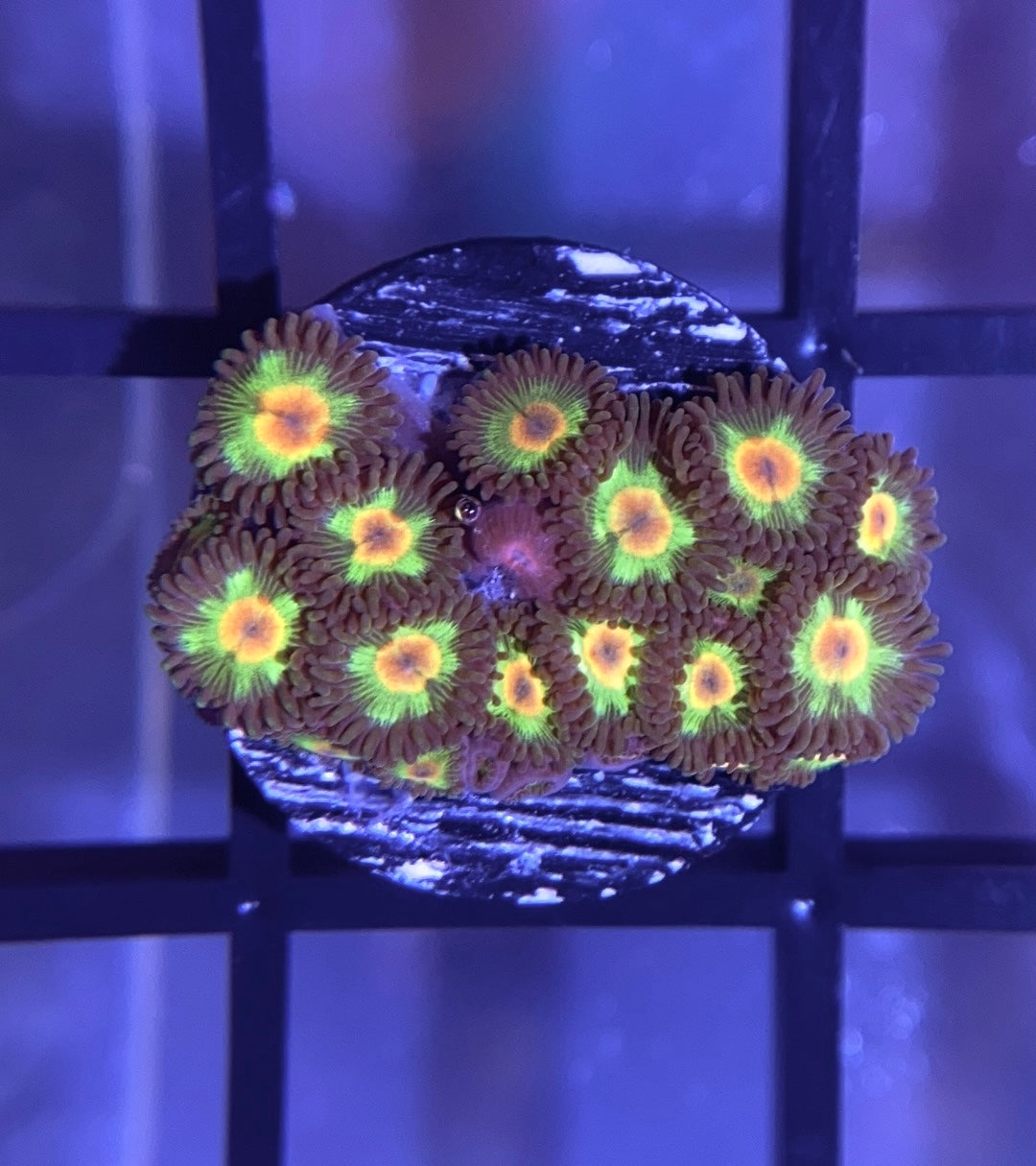 Brazilian Flag Zoas