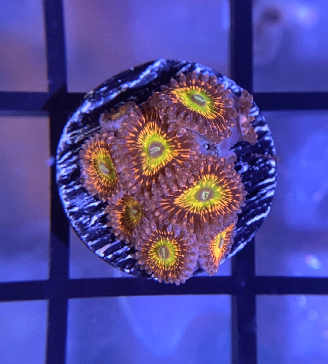 CB Krak Gods Zoas