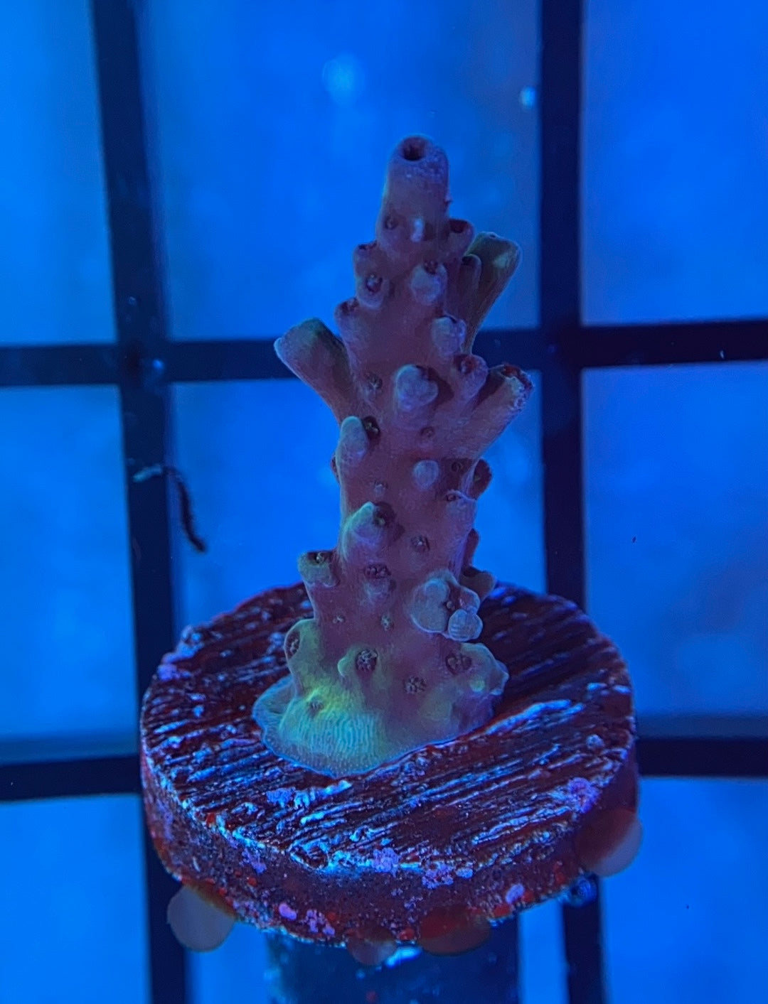 RRG Dry Ice Acro