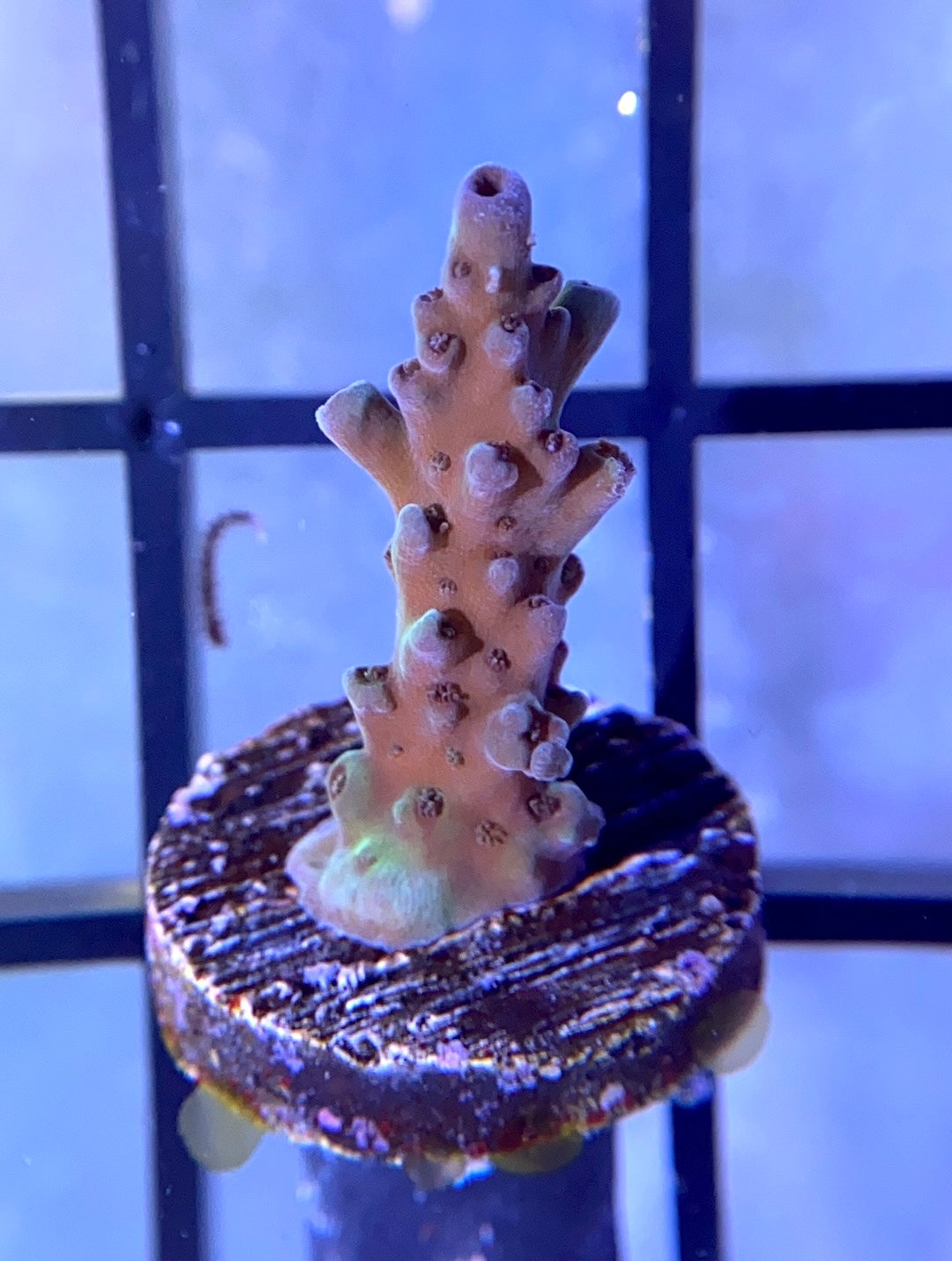 RRG Dry Ice Acro
