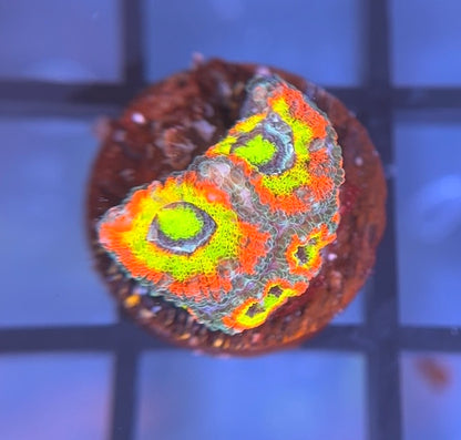 Holy Grail Micromussa