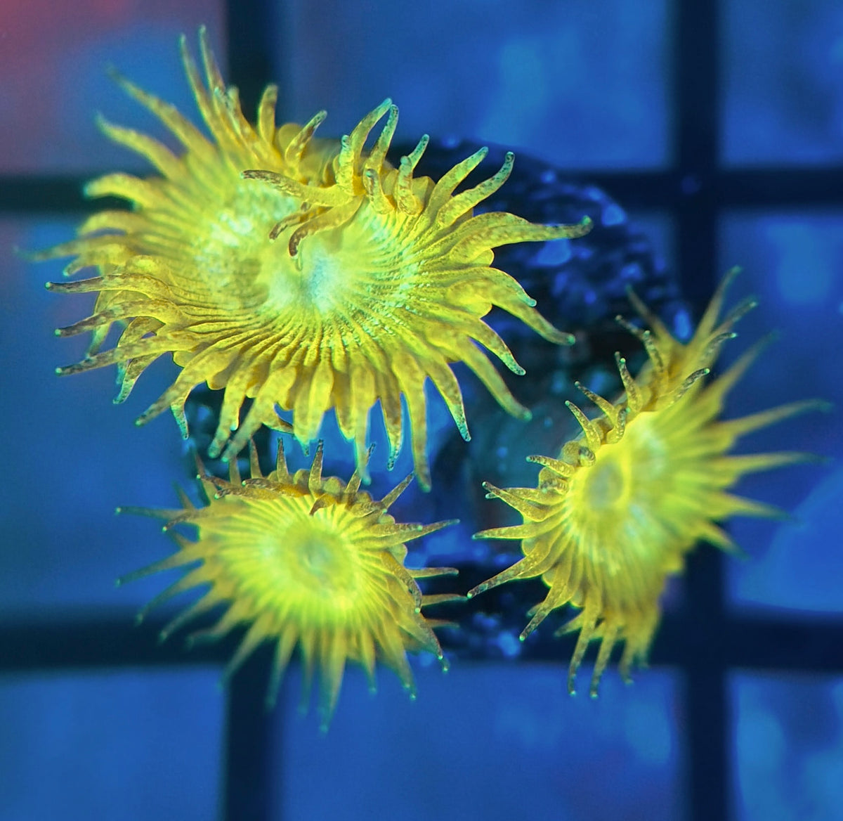 Yellow Glitter Palyzoa