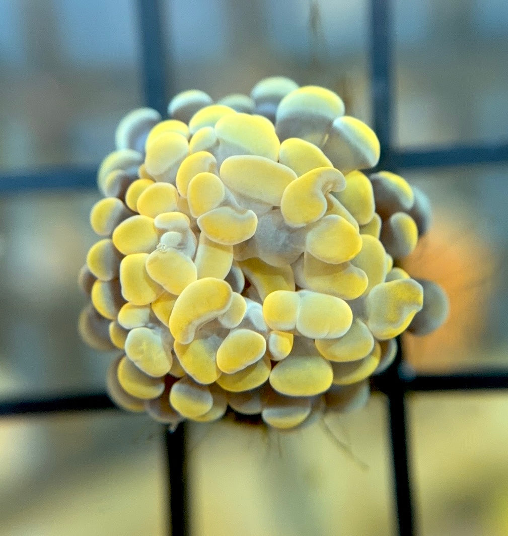 RRG Cinnamon Swirl Hammer