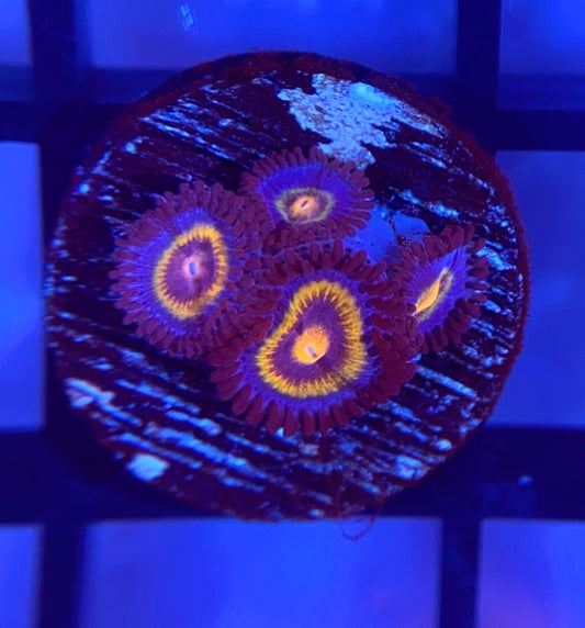 OG Wolverine Zoas