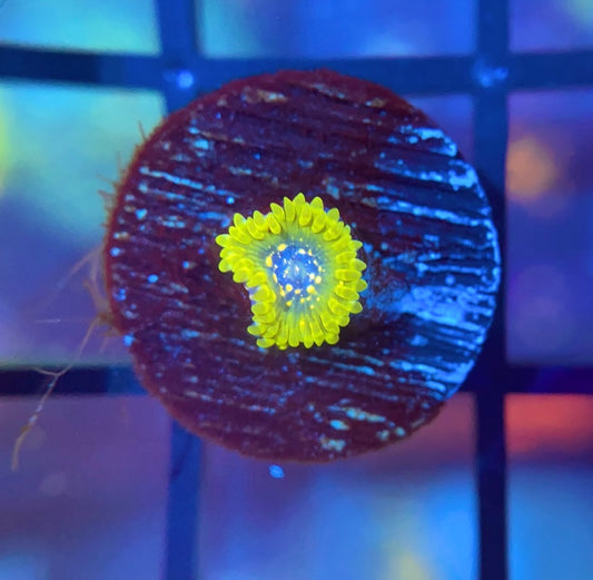 Exosphere Zoas