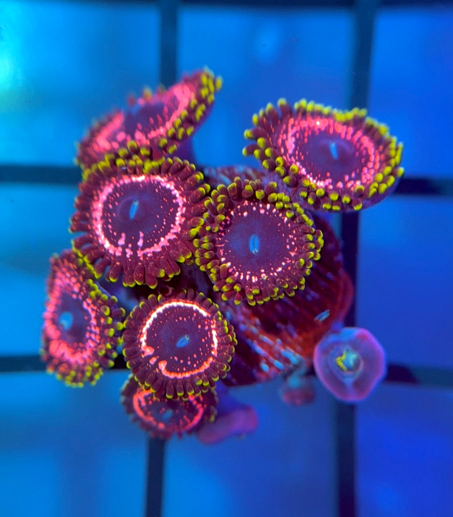 WWC Taser Zoas