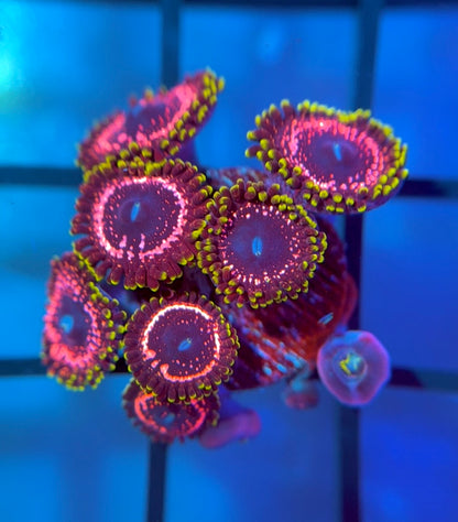 WWC Taser Zoas