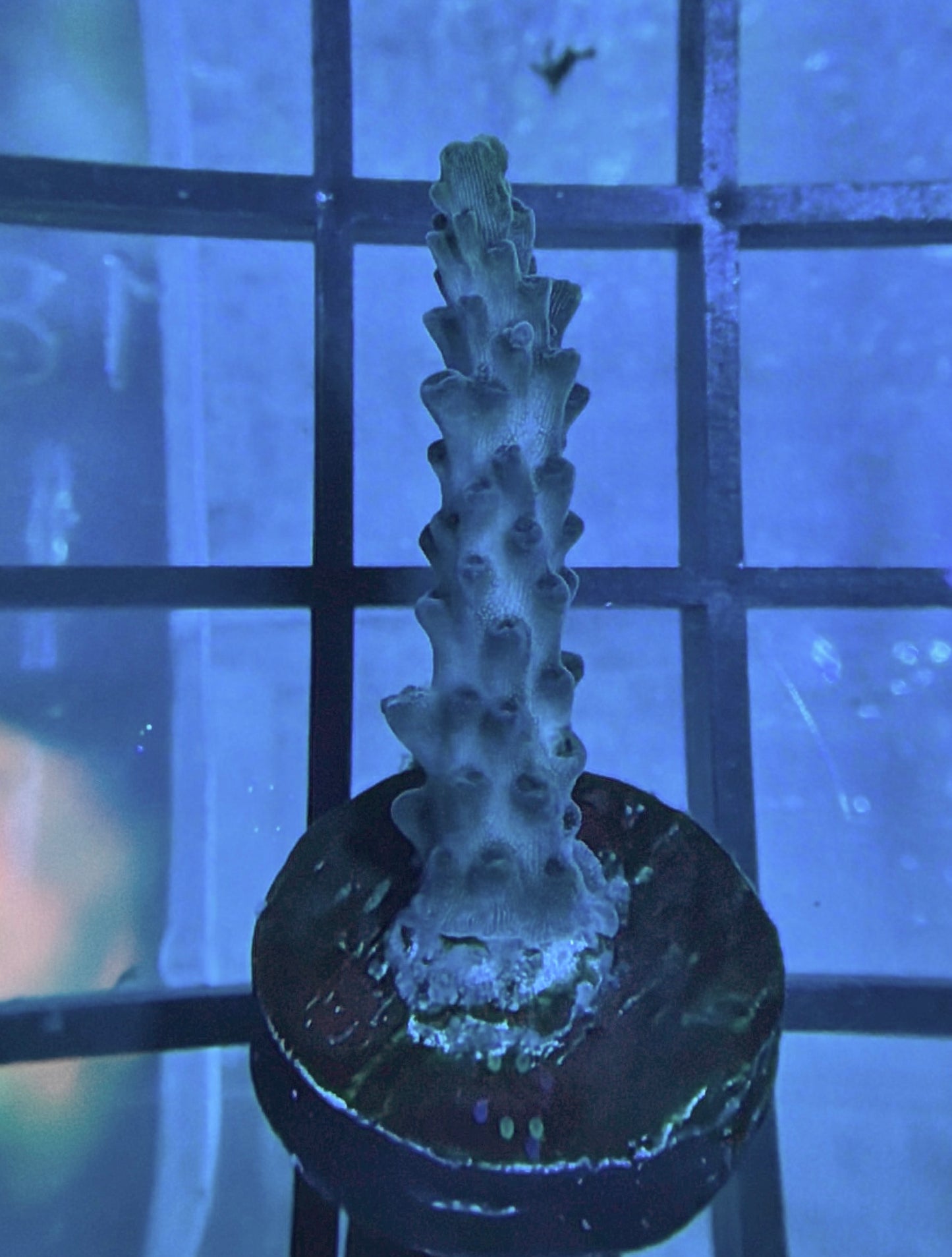 RRG Dry Ice Acro