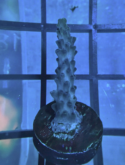 RRG Dry Ice Acro