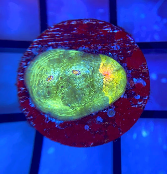 CCA Crayola Meltdown Chalice