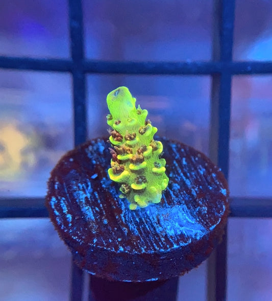 RRC Rainbow Splice Mille
