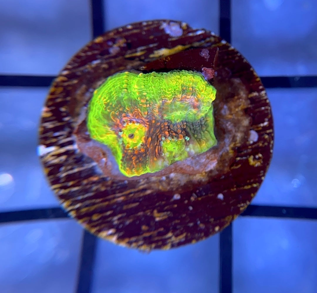 Hyper Watermelon Chalice