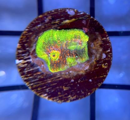 Hyper Watermelon Chalice