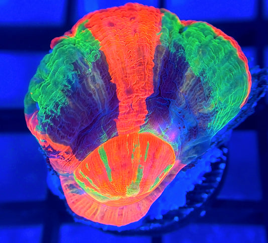 Aquacultured Master Scolymia