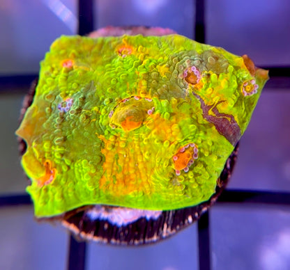 CCA Crayola Meltdown Chalice