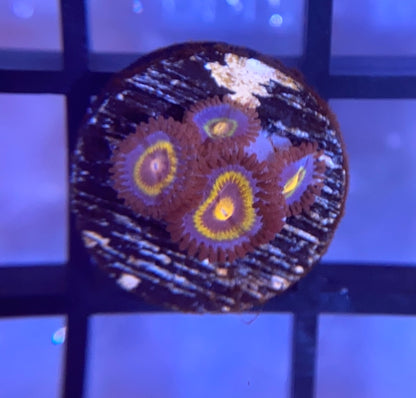 OG Wolverine Zoas