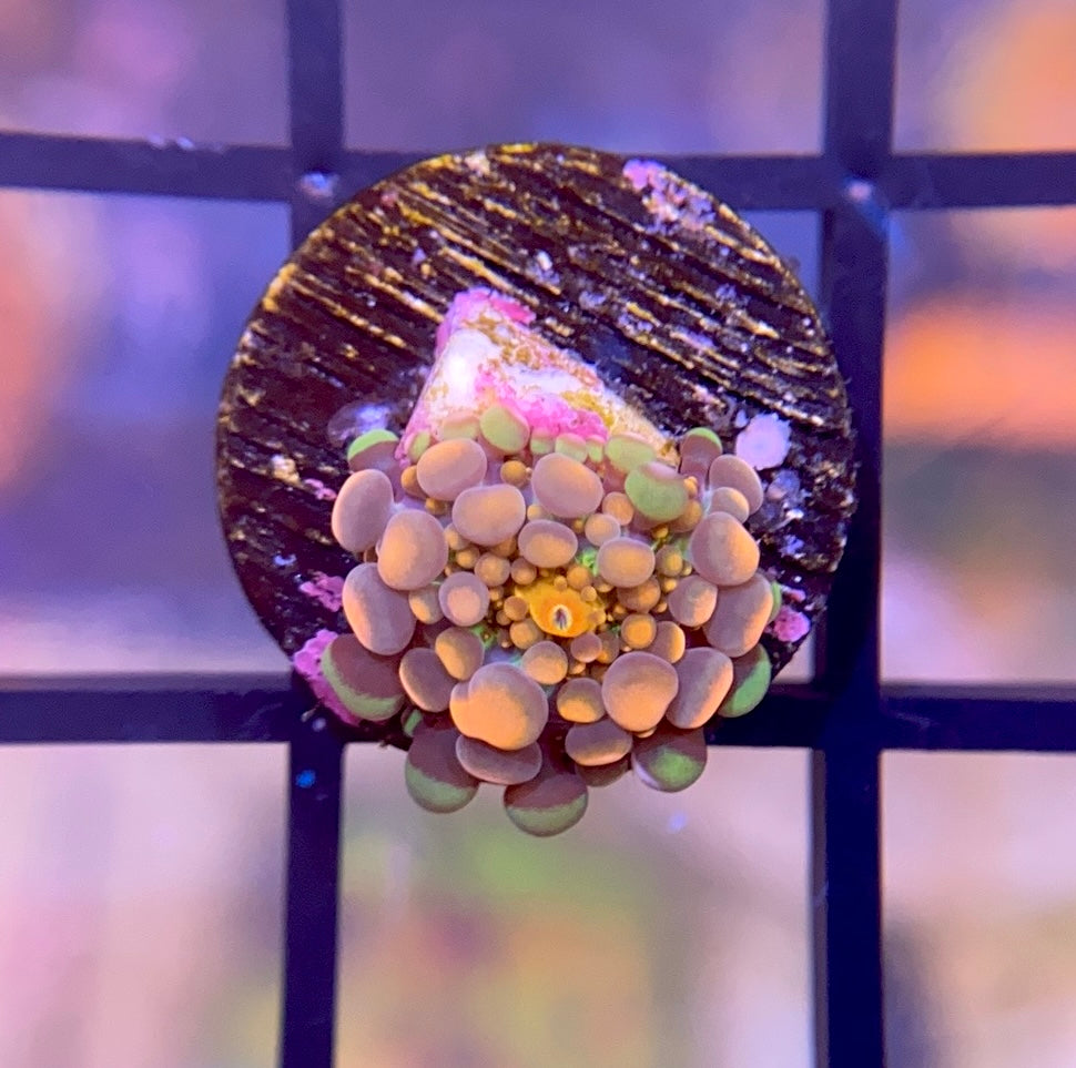 Bloodbath Godzilla Bounce Yuma