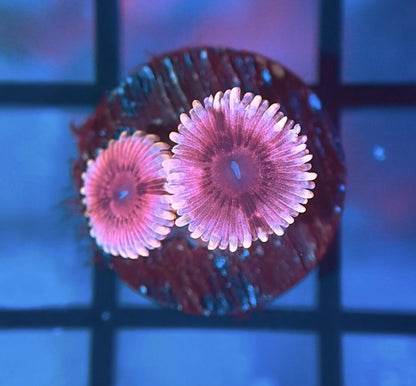 Black Widow Zoas