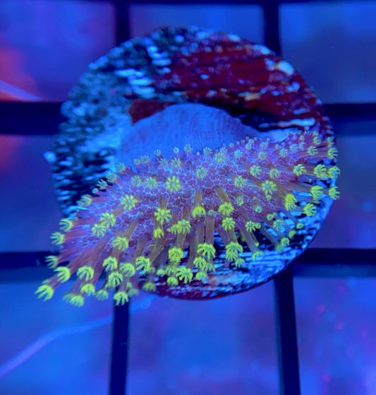 Neon Green Toadstool