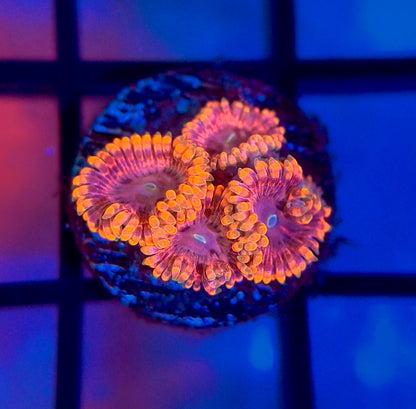 Fairy Fart Zoas