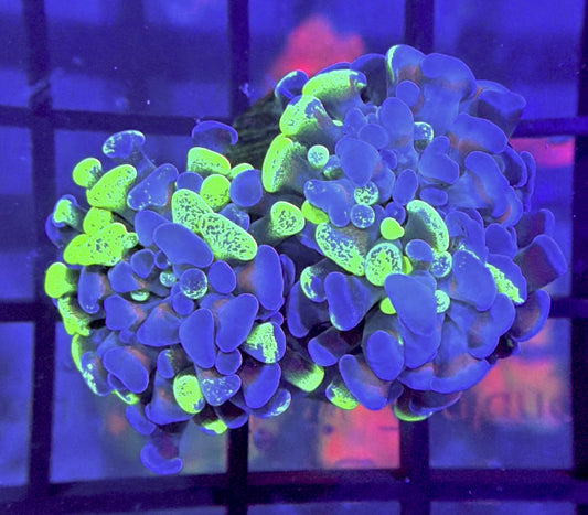 Gold Rim Ultra Splatter Branching Hammer