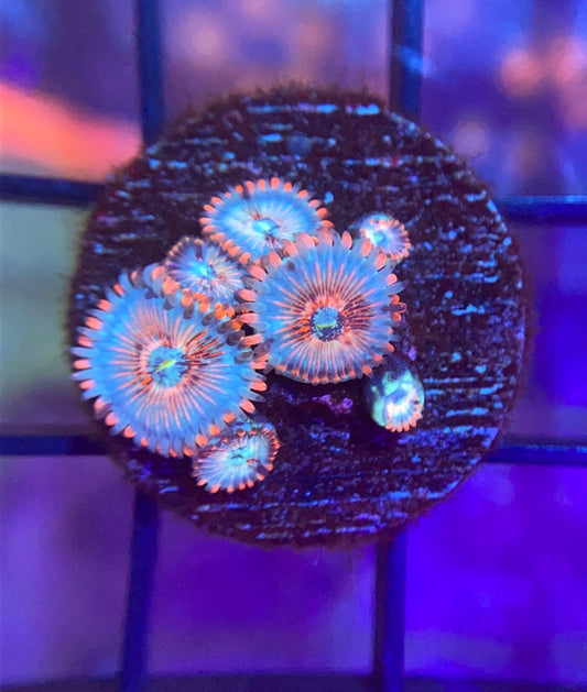 Seduction Zoas