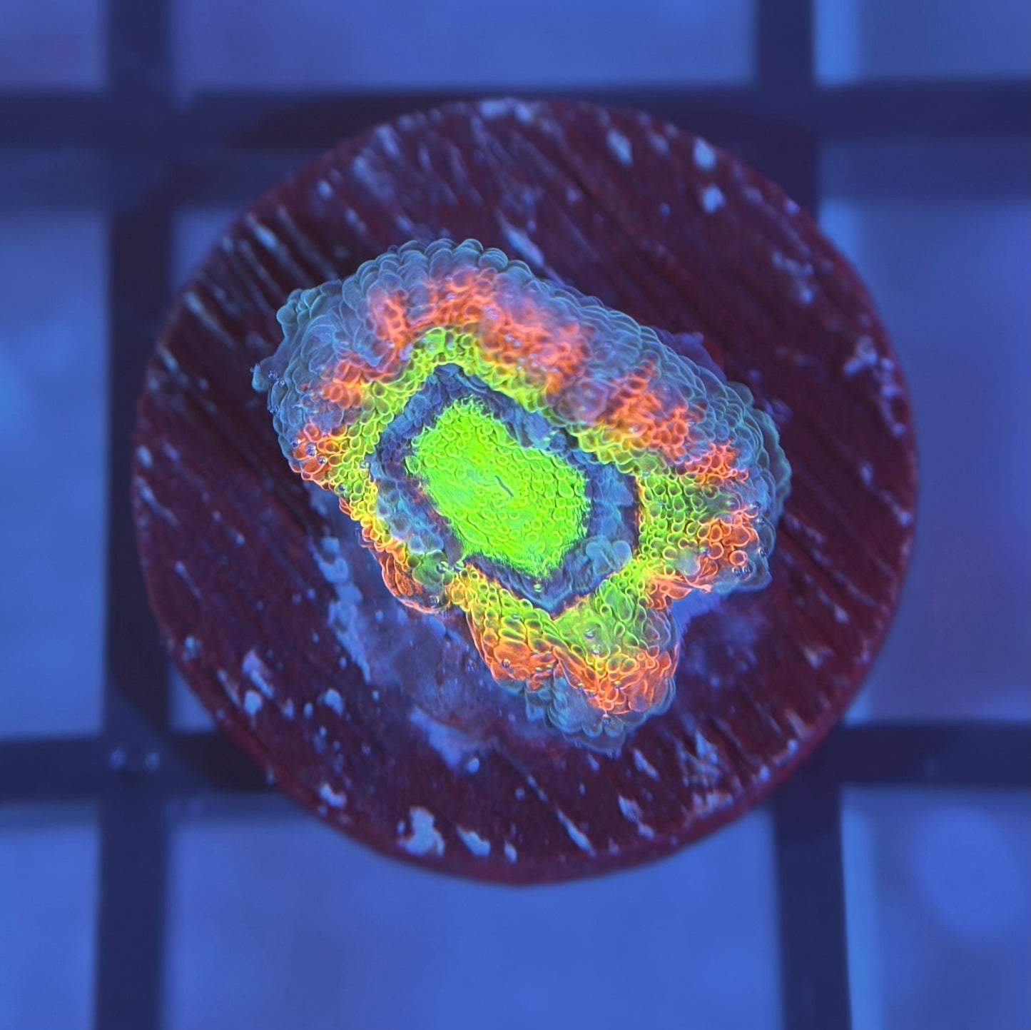 Holy Grail Micromussa