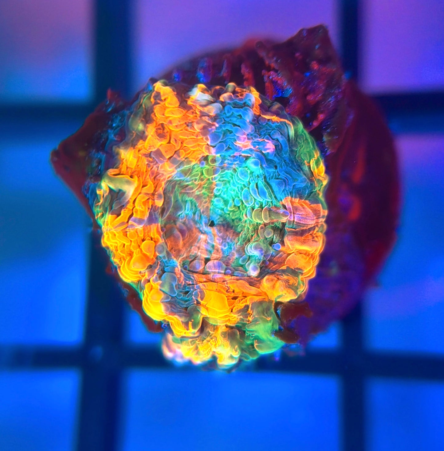Acid Trip Echinata