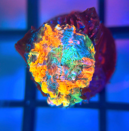 Acid Trip Echinata