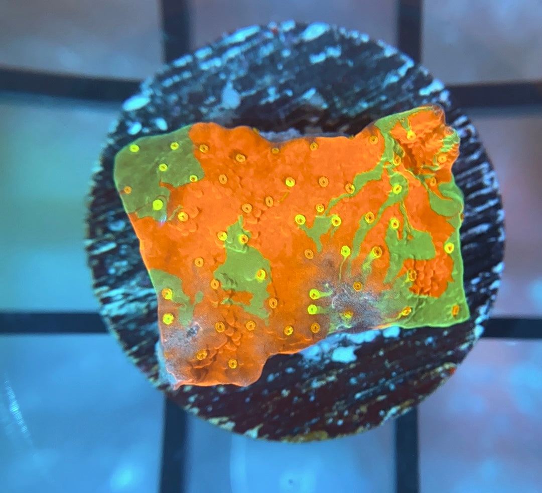 WWC Sunfire Grafted Monti